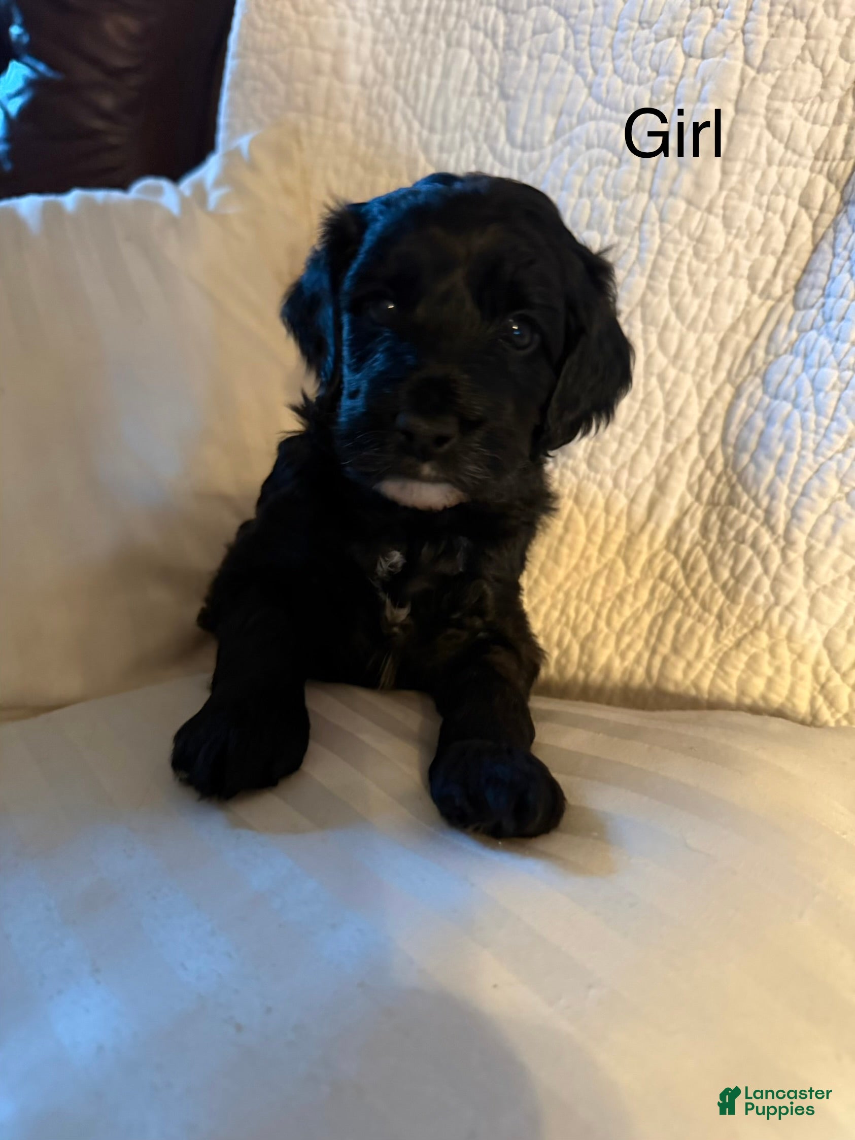 Mini Goldendoodle dogs Mini Goldendoodle Puppy 1 - Ad 1