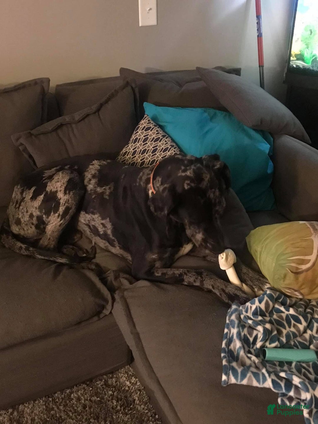 Gallery Image {{count}}