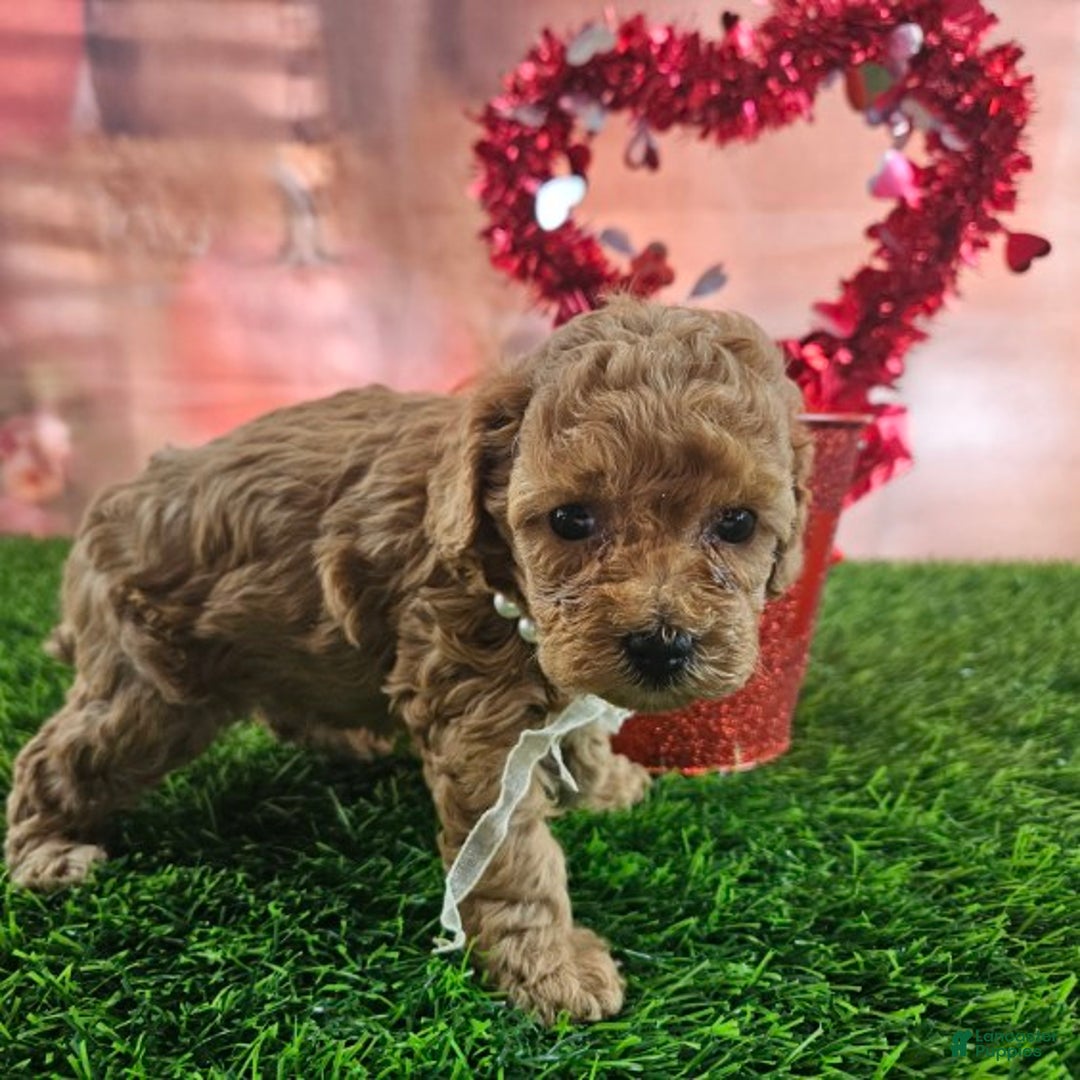 Toy Poodle dogs for sale: Dora - Ad 10