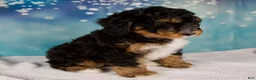 Mini Bernedoodle dogs for sale: Caiden - Ad 4