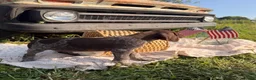 German Shorthaired Pointer dogs for sale: Ridge  - Ad 3