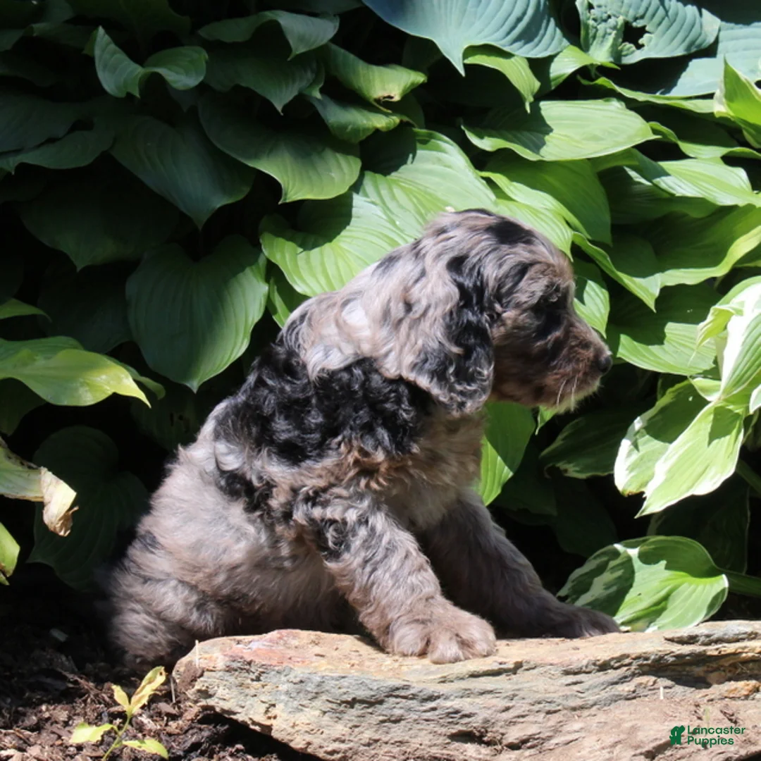 Irish Doodle dogs for sale: Marshal - Ad 3
