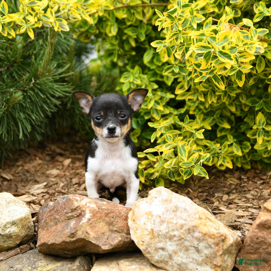 Chihuahua dogs Chet - Ad 2