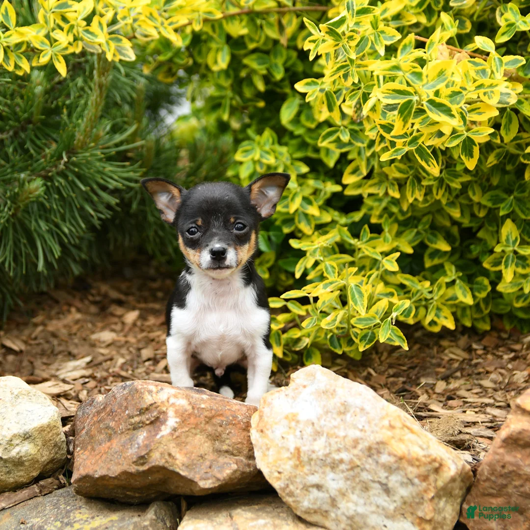 Chihuahua dogs for sale: Chet - Ad 2
