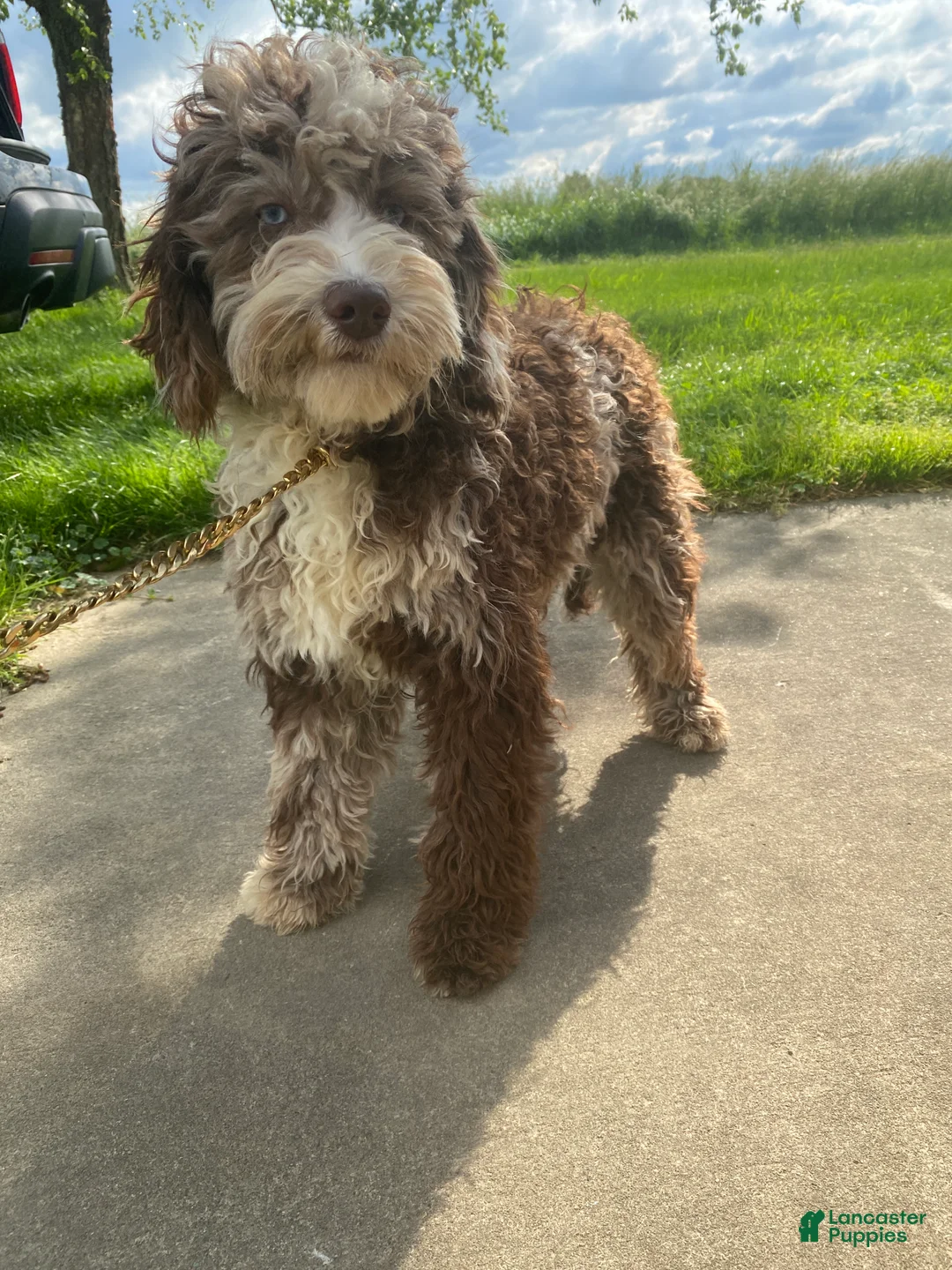 Labradoodle dogs for sale: Labradoodle Puppy 2 - Ad 3