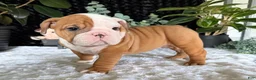 English Bulldog dogs for sale: Mikey - Ad 9