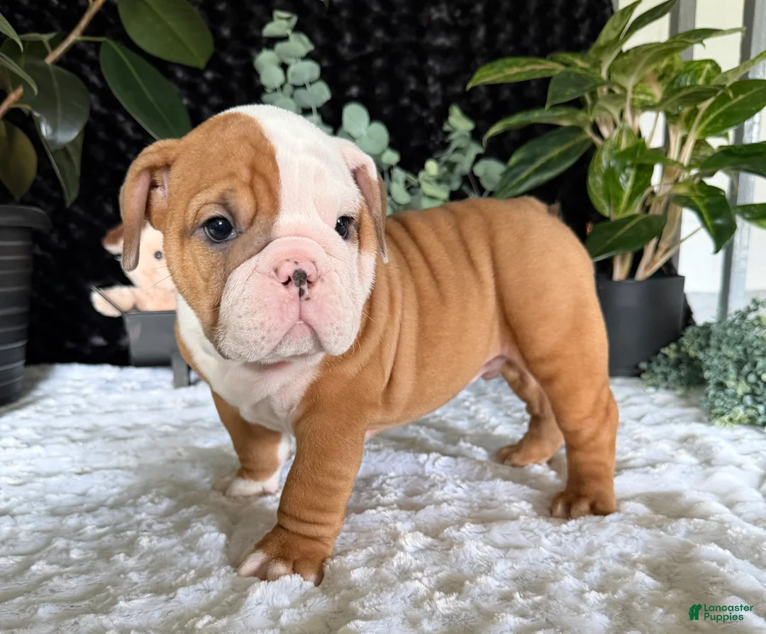 English Bulldog dogs for sale: Mikey - Ad 9