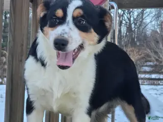 Mixed Breed dogs Max - Ad 18