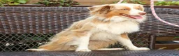 Miniature Australian Shepherd dogs for sale: Maverick - Ad 5