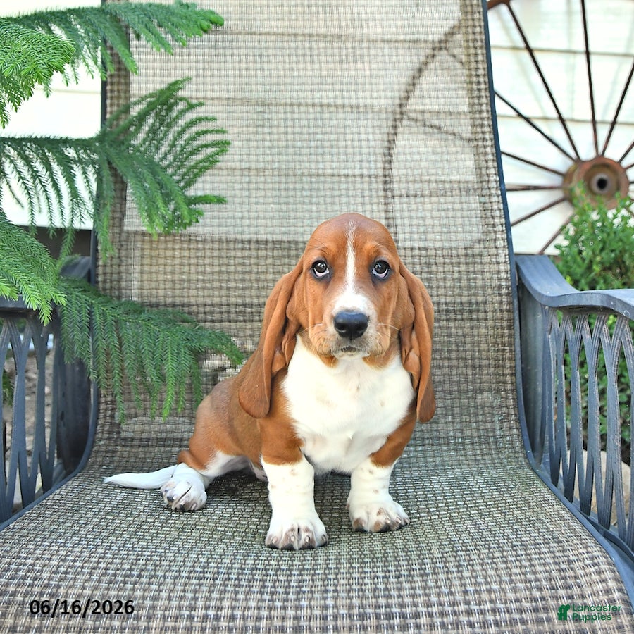 Basset Hound dogs Buttercup - Ad 2