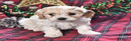 Miniature Poodle dogs for sale: Brooklyn - Ad 2