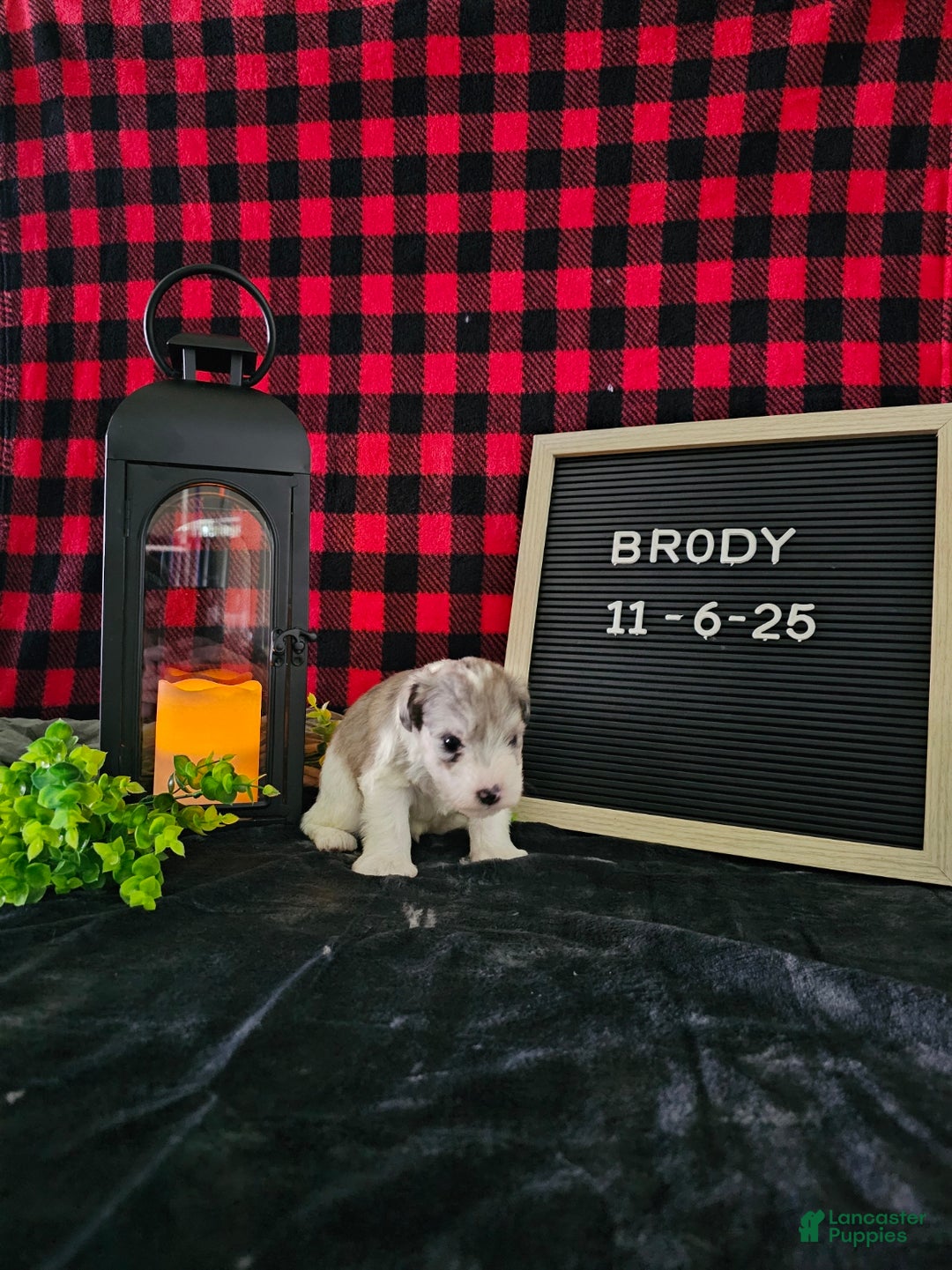 Miniature Schnauzer dogs for sale: Buster - Ad 11