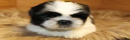 Shih Tzu dogs for sale: Sheba - Ad 10