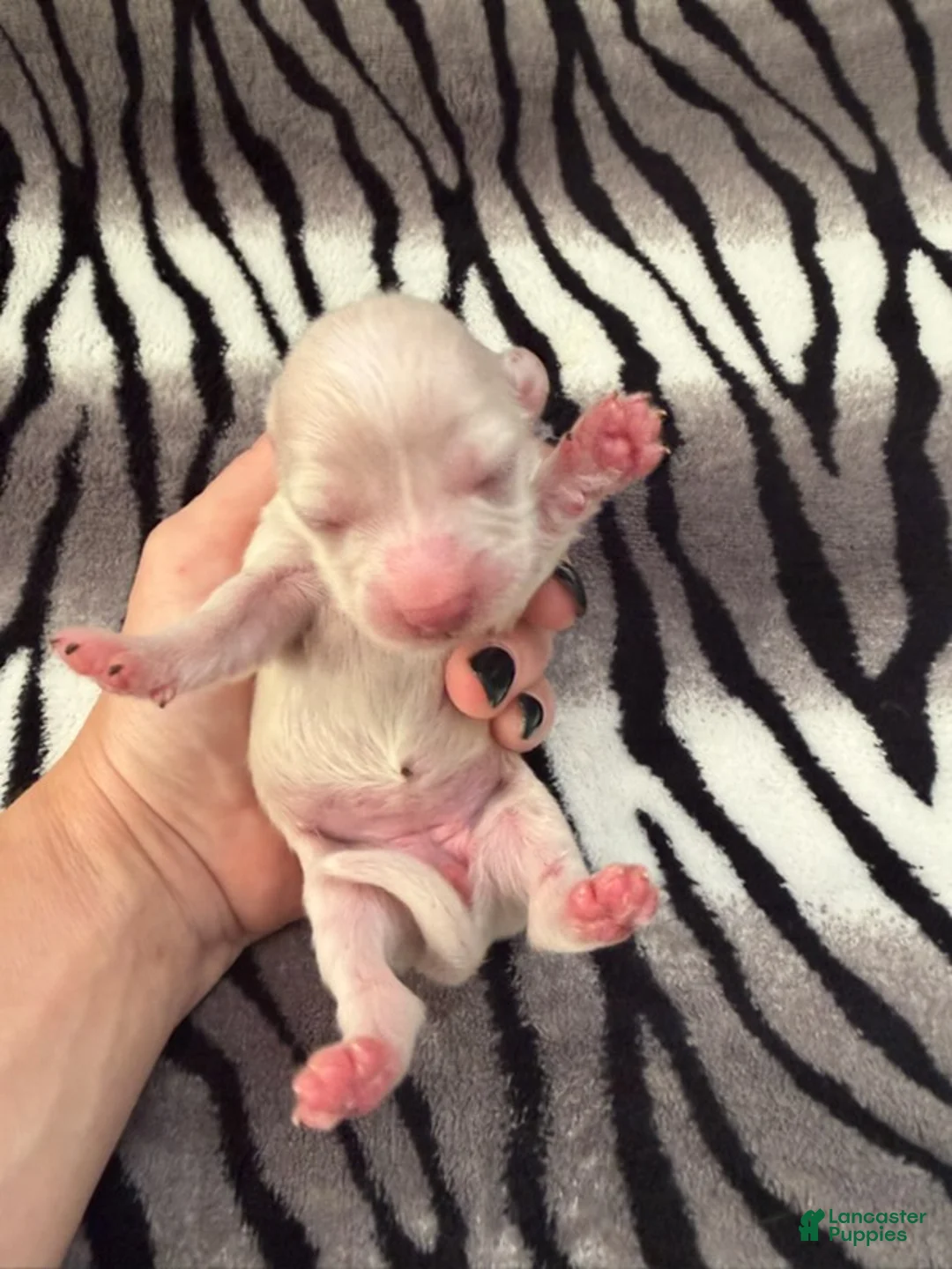 Dachshund dogs for sale: Cream female 1 - Ad 3