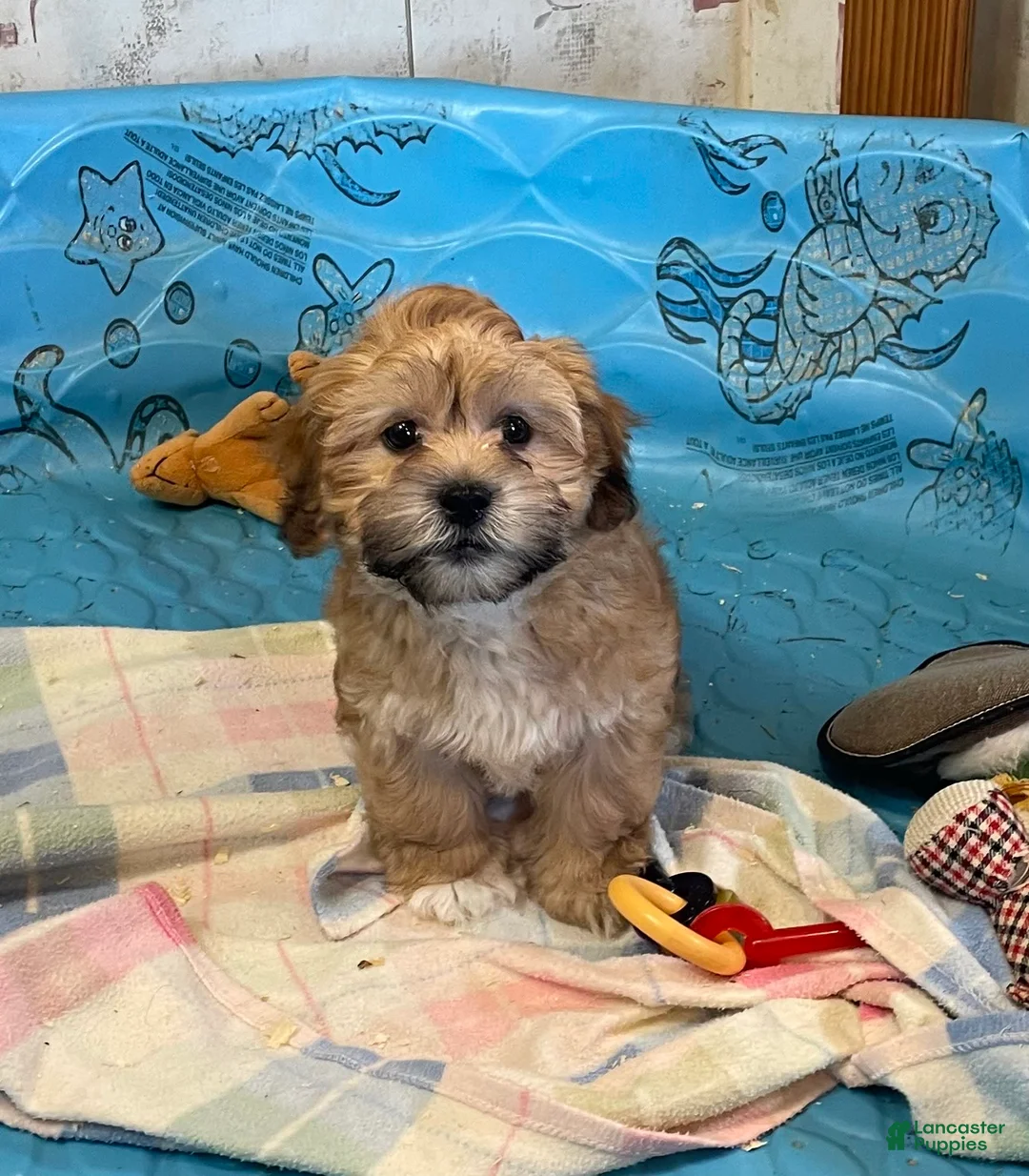 Teddy Bear dogs for sale: Sammy - Ad 20
