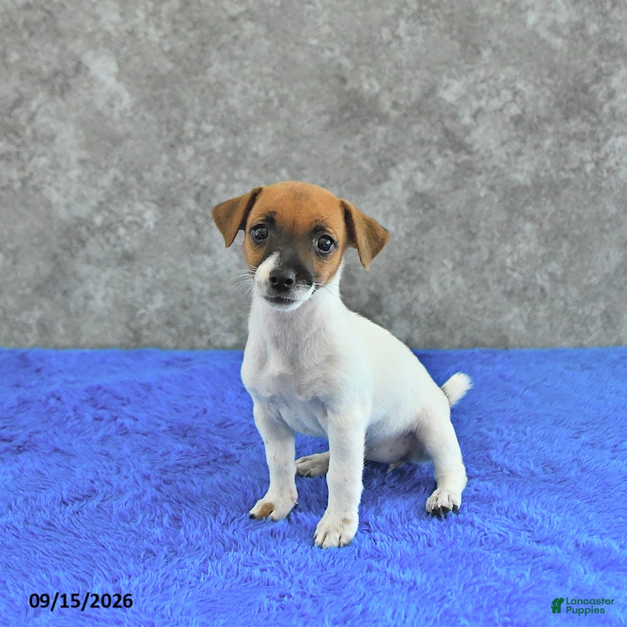 Jack Russell Terrier dogs Lillie - Ad 1