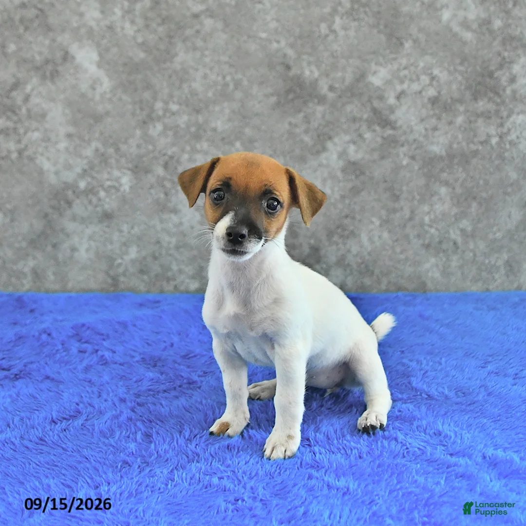 Jack Russell Terrier dogs for sale: Lillie - Ad 1