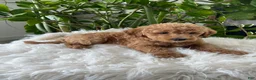 Mini Goldendoodle dogs for sale: Cassia  - Ad 3