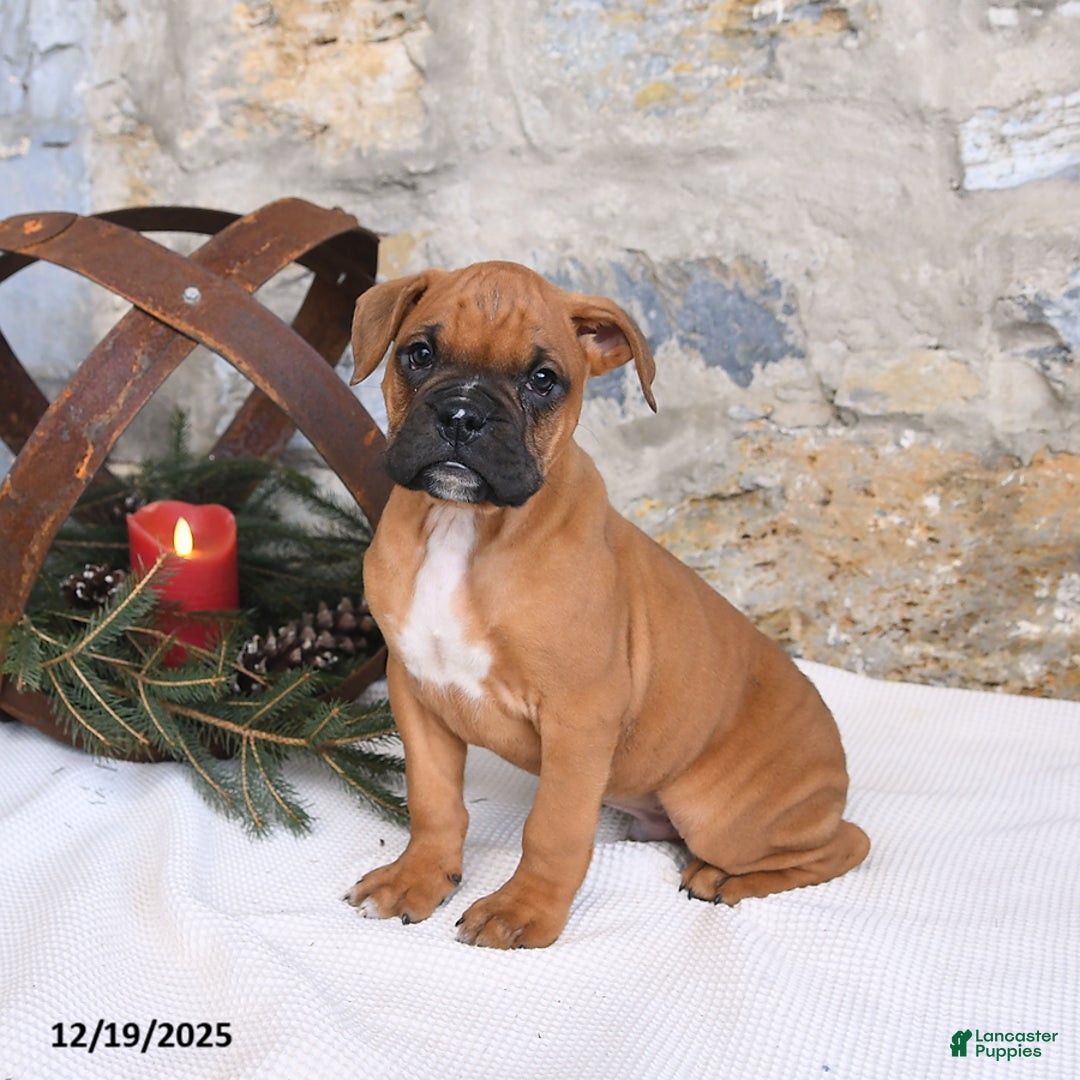 Boxer dogs for sale: Hero - Ad 2