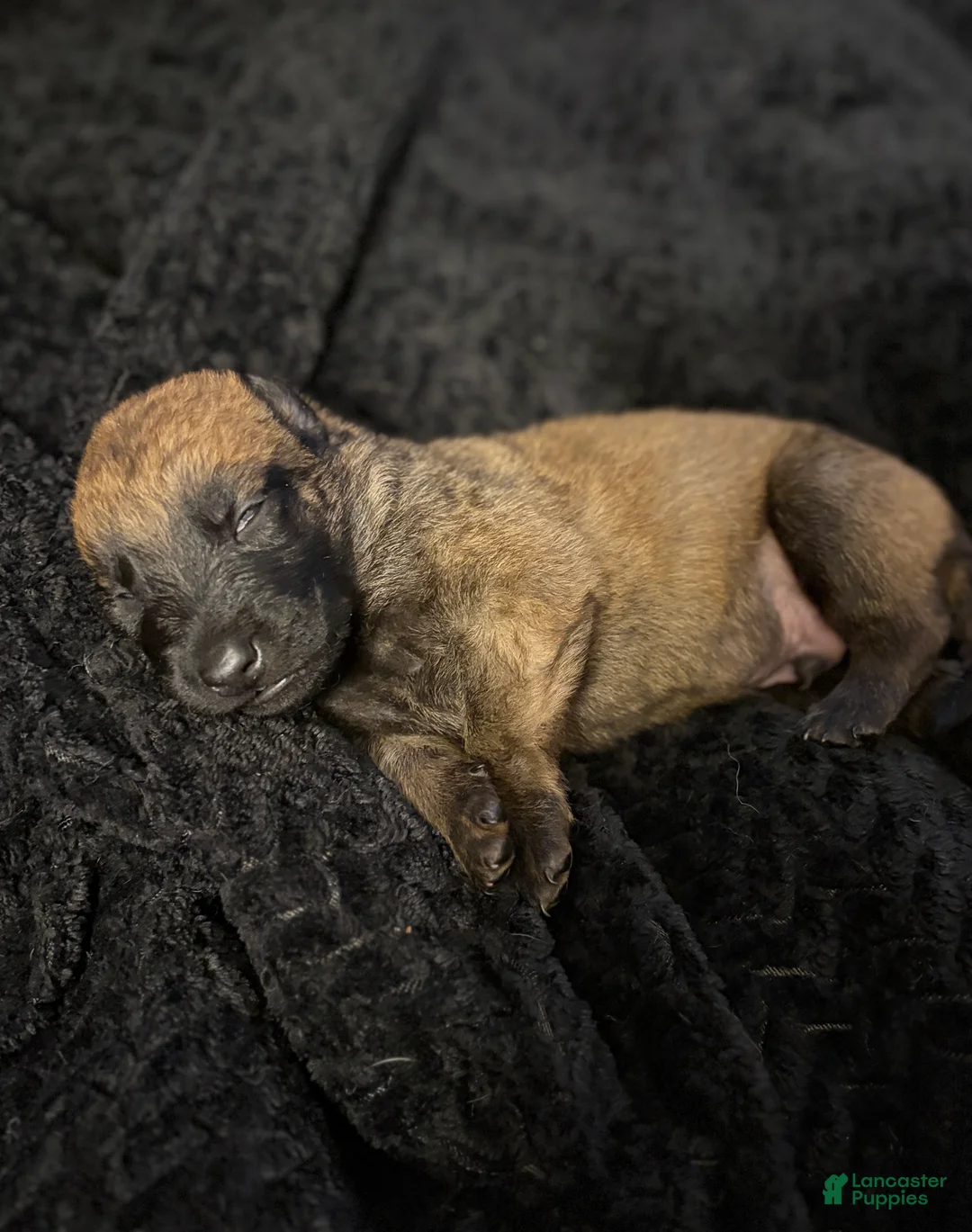 Belgian Malinois dogs for sale: Belgian Malinois Puppy 9 - Ad 2