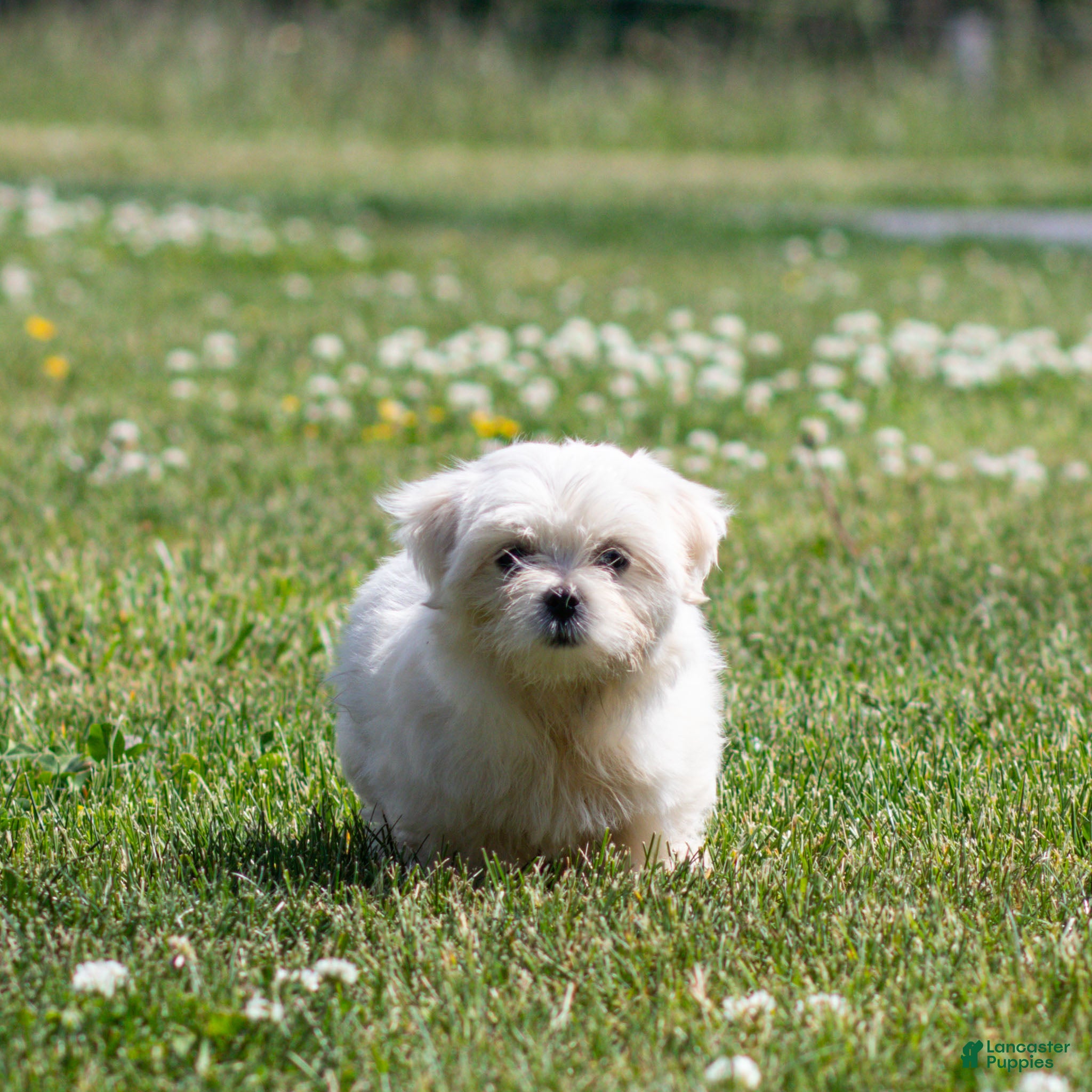Maltese dogs Millie Maltese Puppy  - Ad 2
