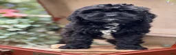 Cavapoo dogs for sale: Khian - Ad 1