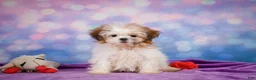 Shih Tzu dogs for sale: Bella - Ad 4