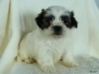 Teddy Bear dogs Roxy - Ad 42