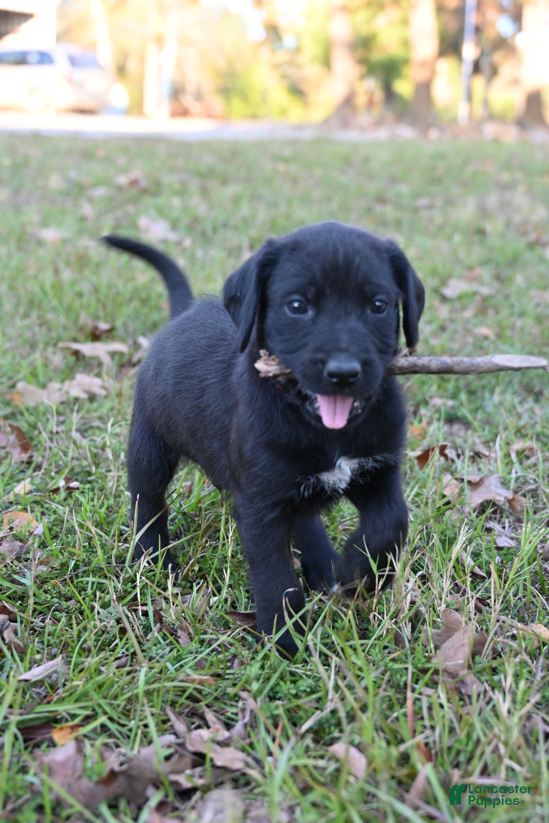 Mixed Breed dogs for sale: Puppy 1  - Ad 2