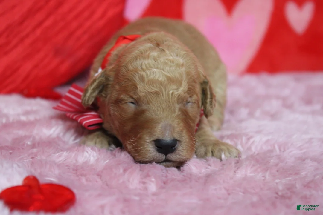 Goldendoodle dogs for sale: Pibb - Ad 1