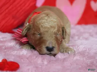 Goldendoodle dogs Pibb - Ad 20