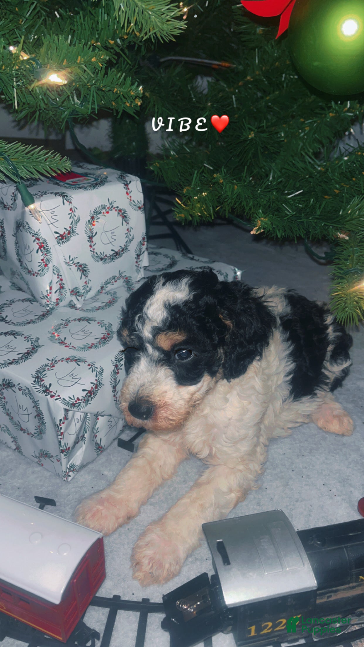 Mini Bernedoodle dogs Mini Bernedoodle Puppy 2 - Ad 9