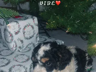 Mini Bernedoodle dogs Mini Bernedoodle Puppy 2 - Ad 16