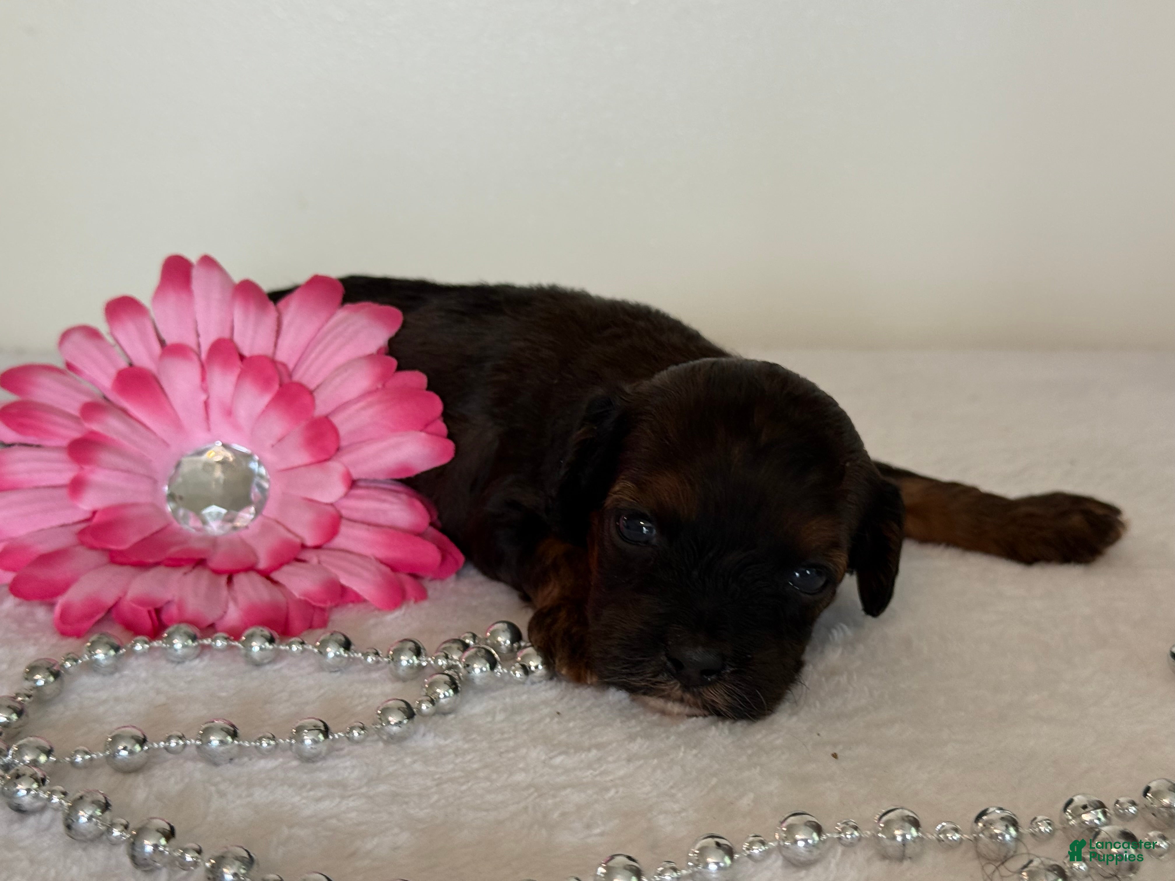 Cavapoo dogs Chocolate Chip Cavapoo  - Ad 2