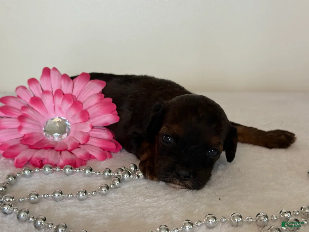 Cavapoo dogs for sale: Chocolate Chip Cavapoo  - Ad 2