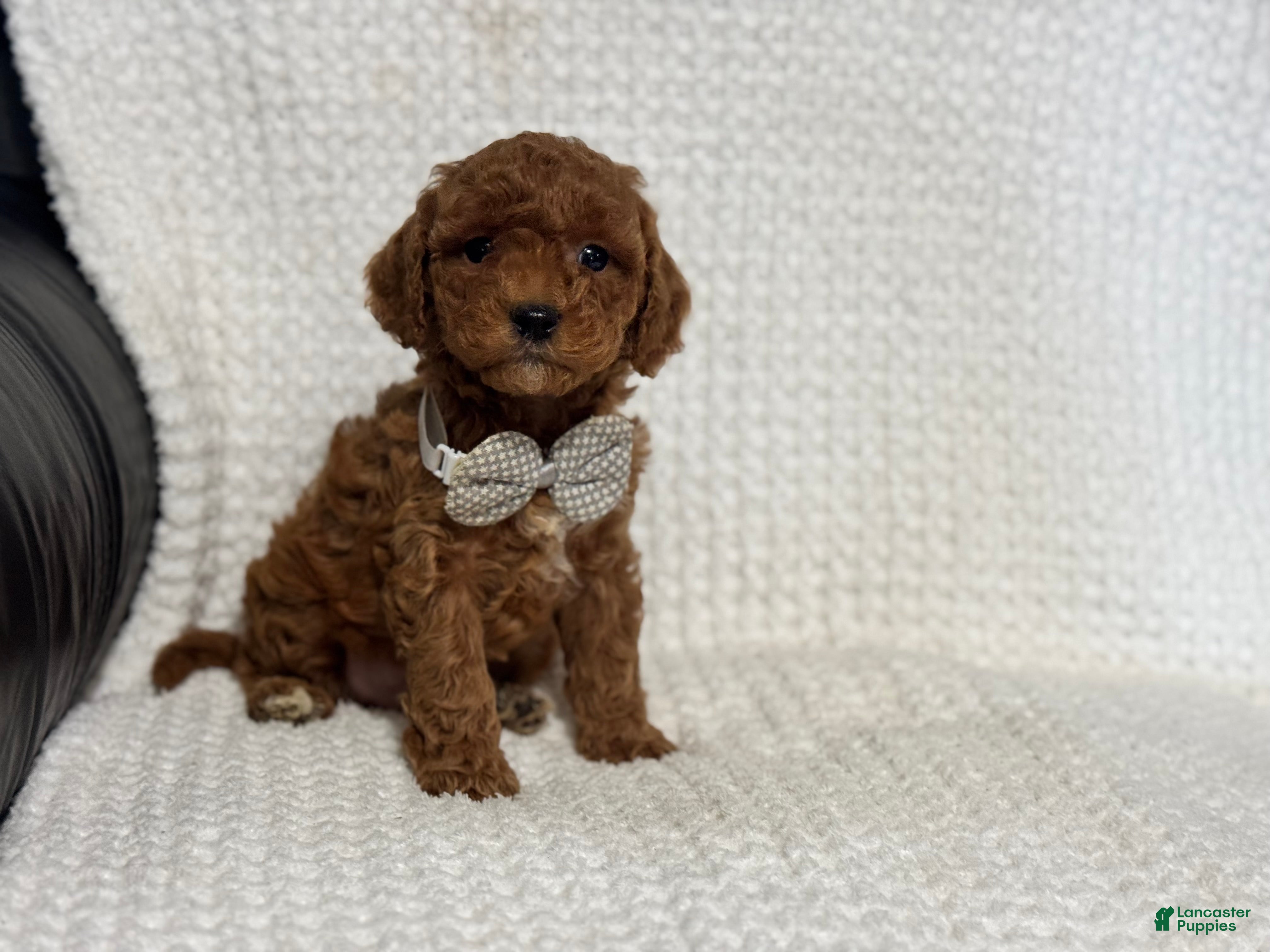 Cavapoo dogs Archie - Ad 39