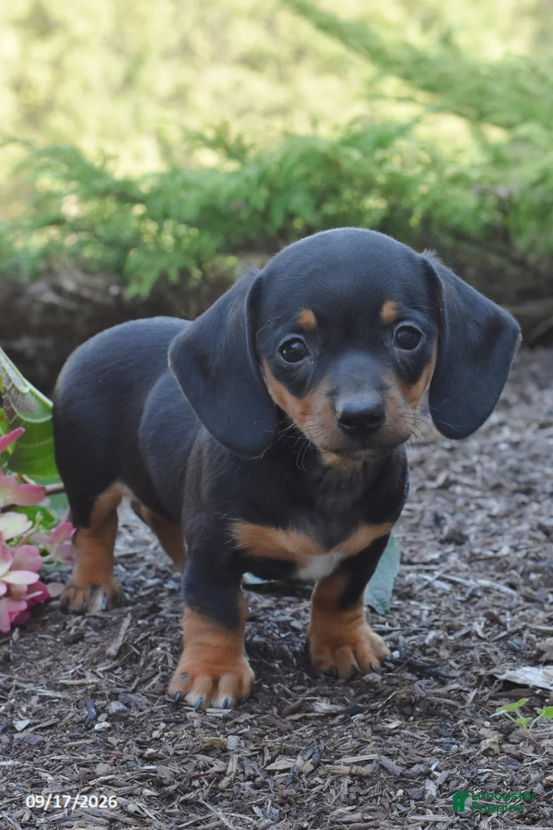 Miniature Dachshund dogs for sale: Ruby - Ad 2