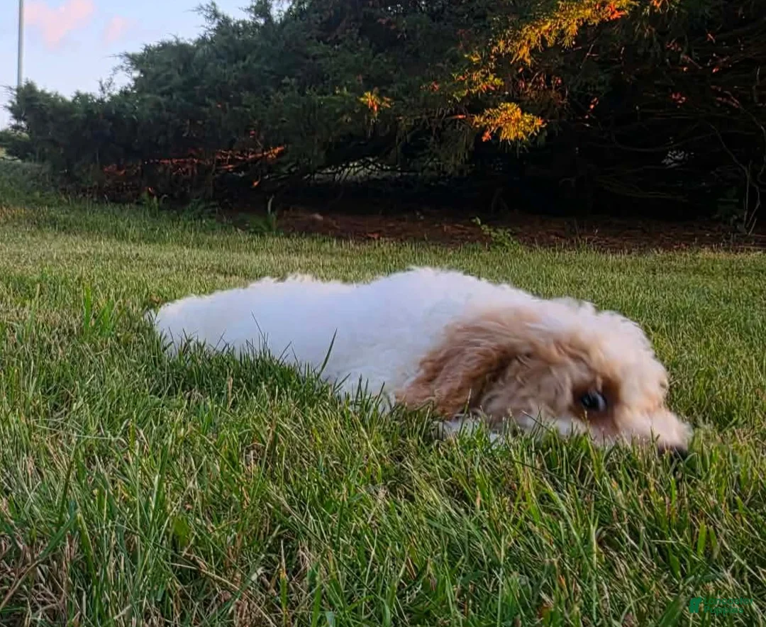 Cavapoo dogs for sale: Cardamom  - Ad 2