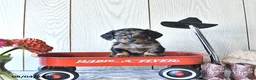Miniature Dachshund dogs for sale: Tanya - Ad 4