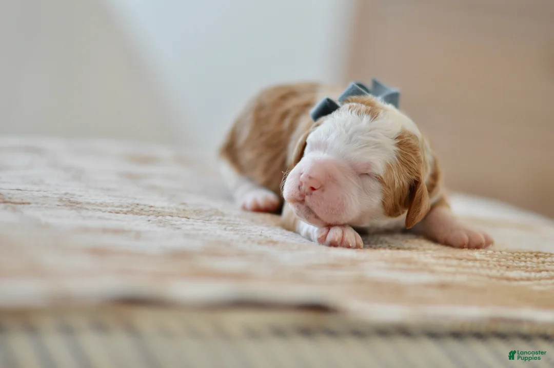 Goldendoodle dogs for sale: Basil - Ad 4