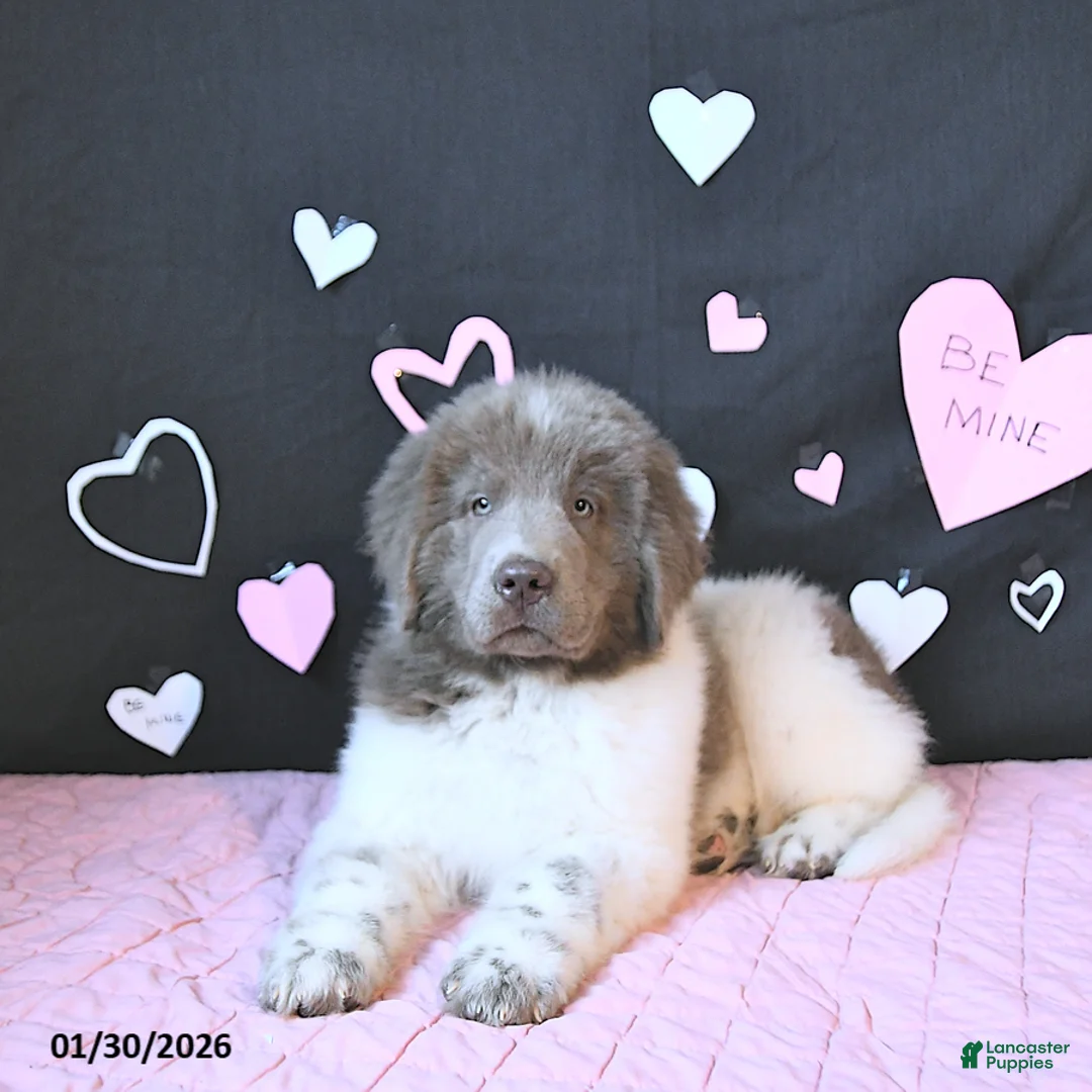 Newfoundland dogs for sale: Oliver - Ad 2