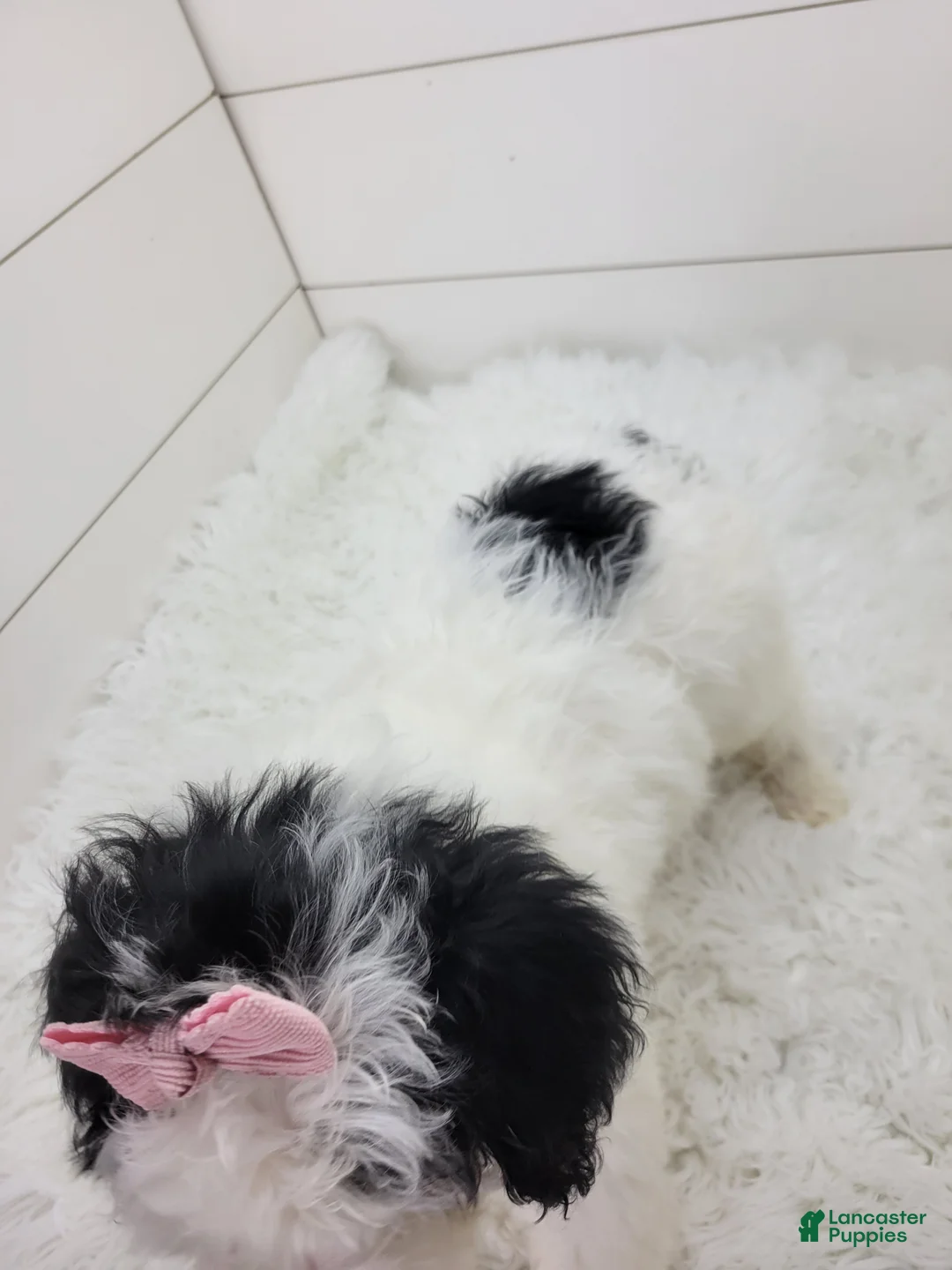 Portuguese Water Dog dogs for sale: Mikaela - Ad 7