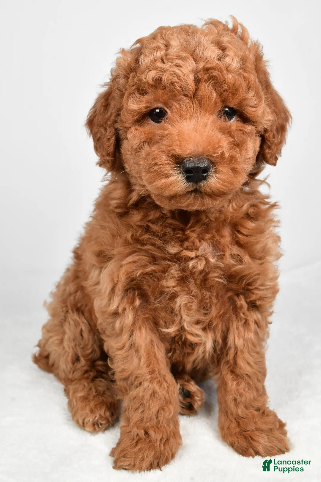 Miniature Poodle dogs for sale: Max - Ad 1