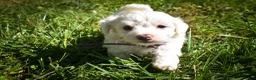 Maltese dogs for sale: Diamond🎀 - Ad 3