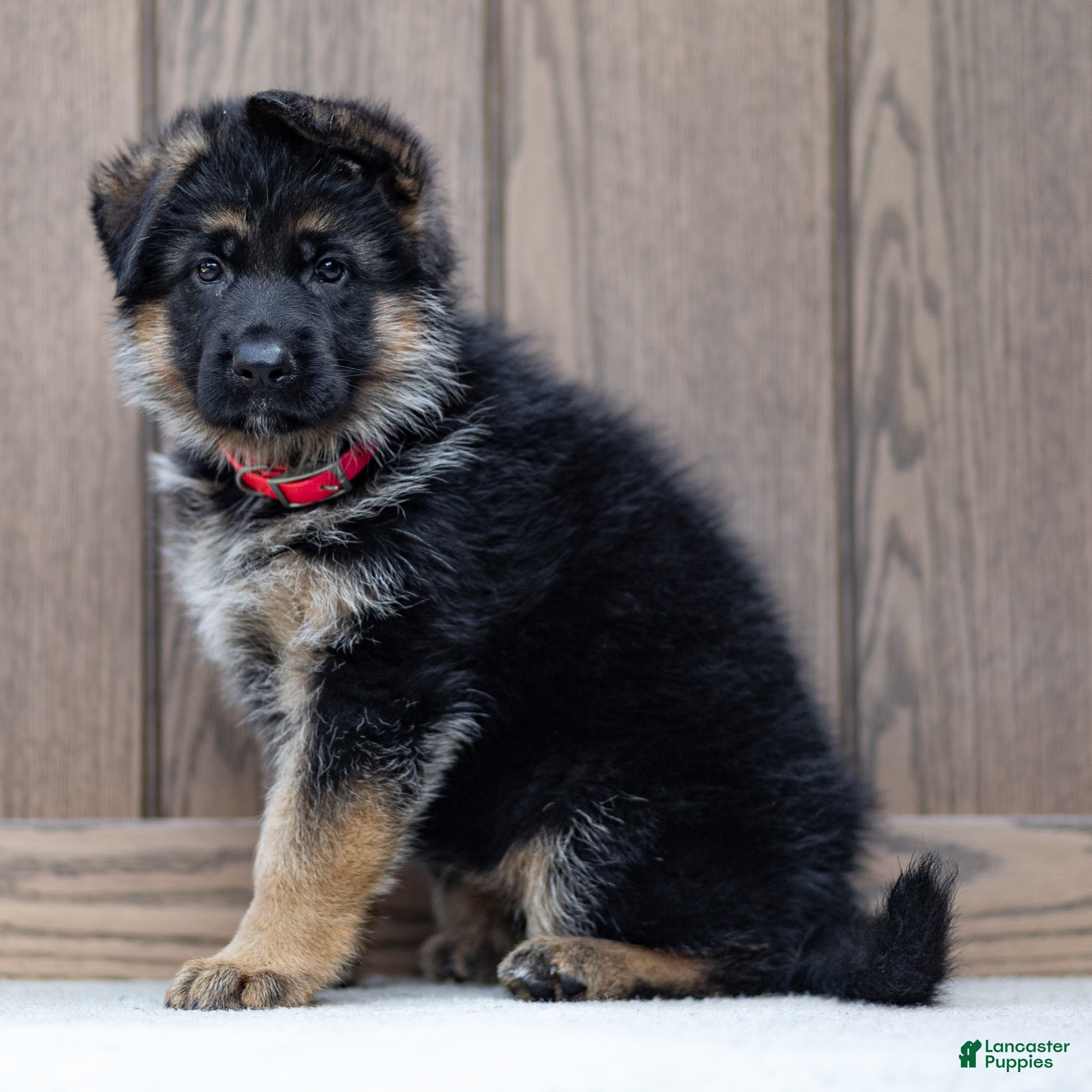 German Shepherd dogs Zinnia - Ad 1