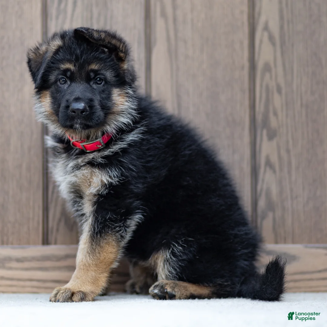 German Shepherd dogs for sale: Zinnia - Ad 1