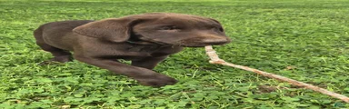 Labrador Retriever 4
