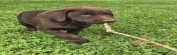 Labrador Retriever dogs for sale: Labrador Retriever 4 - Ad 1