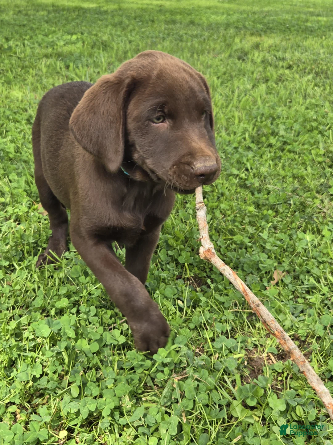 Labrador Retriever dogs for sale: Labrador Retriever 4 - Ad 1