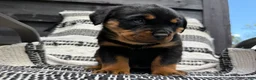 Rottweiler dogs for sale: Stella - Ad 3